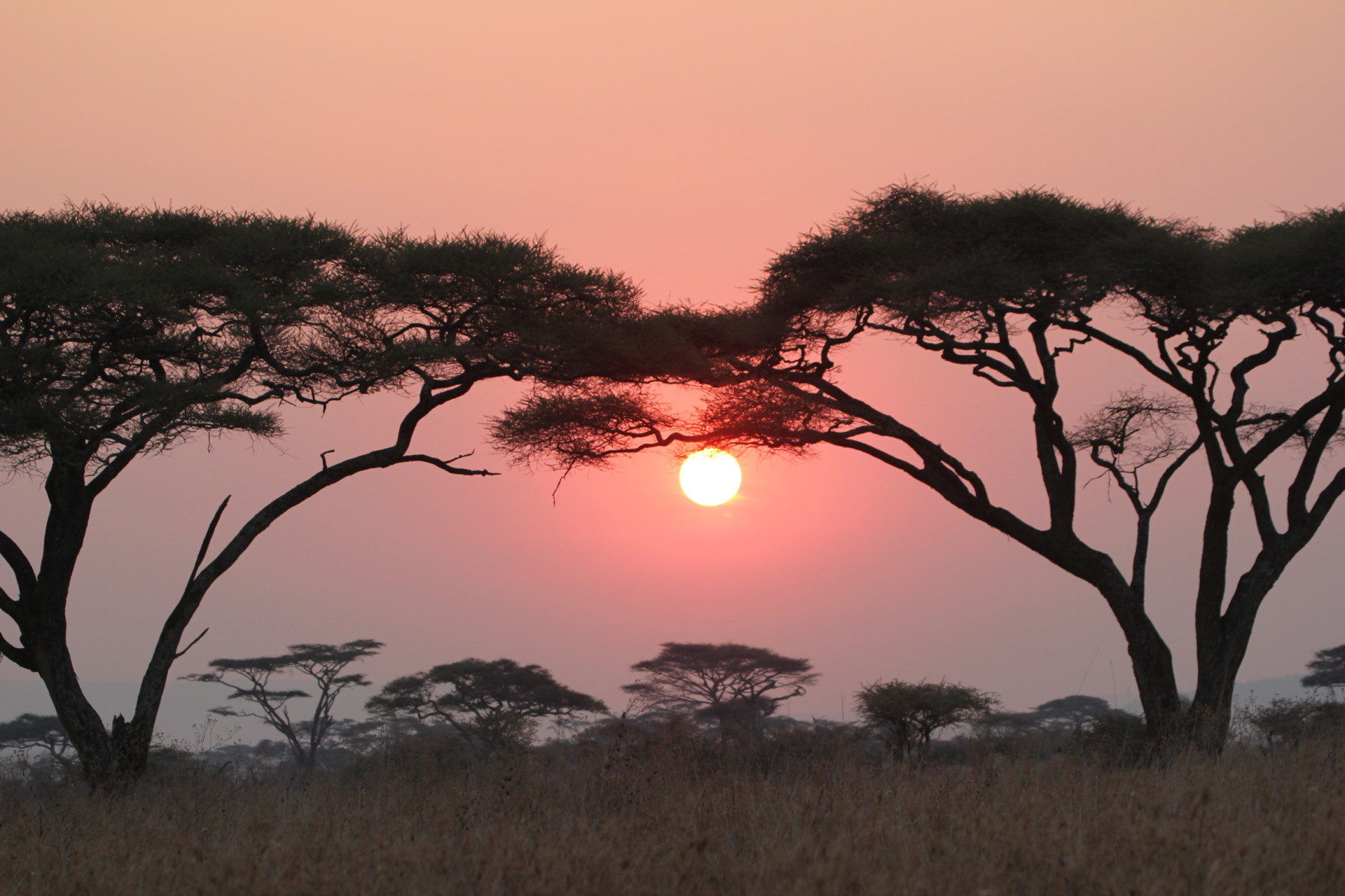 Coucher de soleil-Serengeti